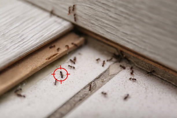 Best Emergency Pest Control  in Myrtle Beach, SC