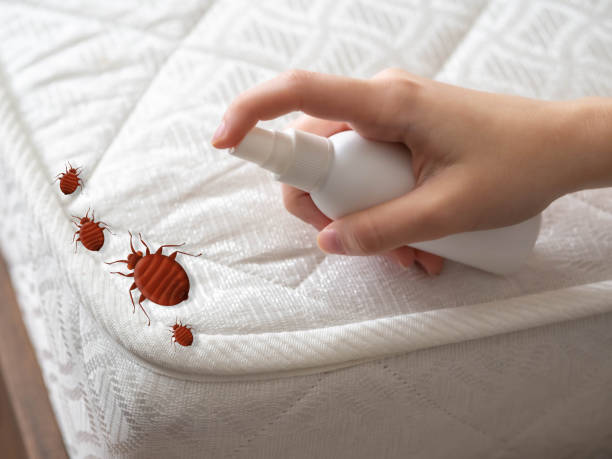 Best Wasp Removal Services  in Myrtle Beach, SC