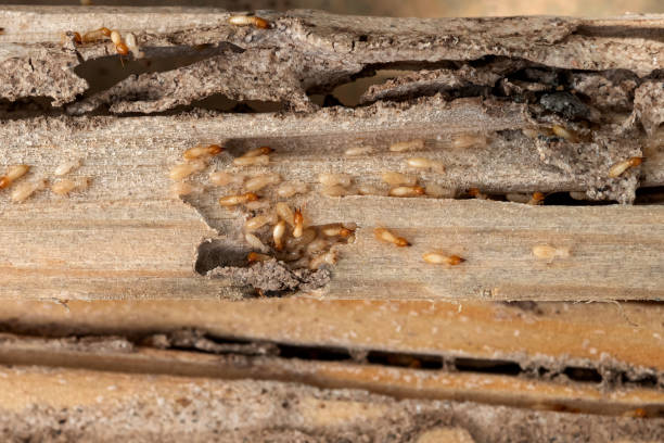 Best Cockroach Control Services  in Myrtle Beach, SC