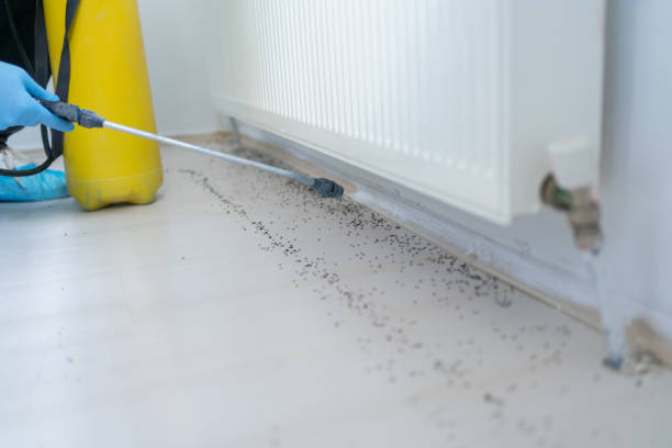 Trusted Myrtle Beach, SC Pest Control Experts